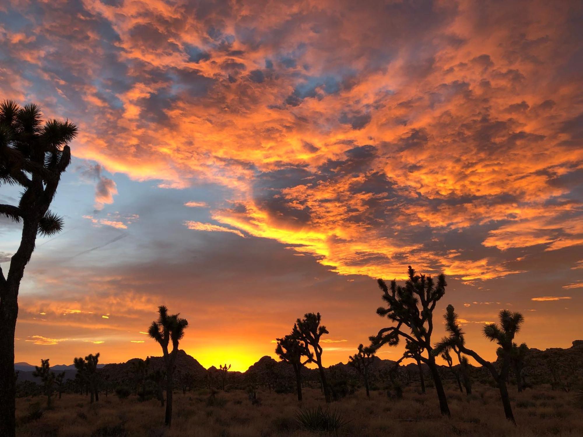 Cozy Desert Retreat With Amazing Views Only 4 Miles To Jtnp Джошуа-Трі Екстер'єр фото