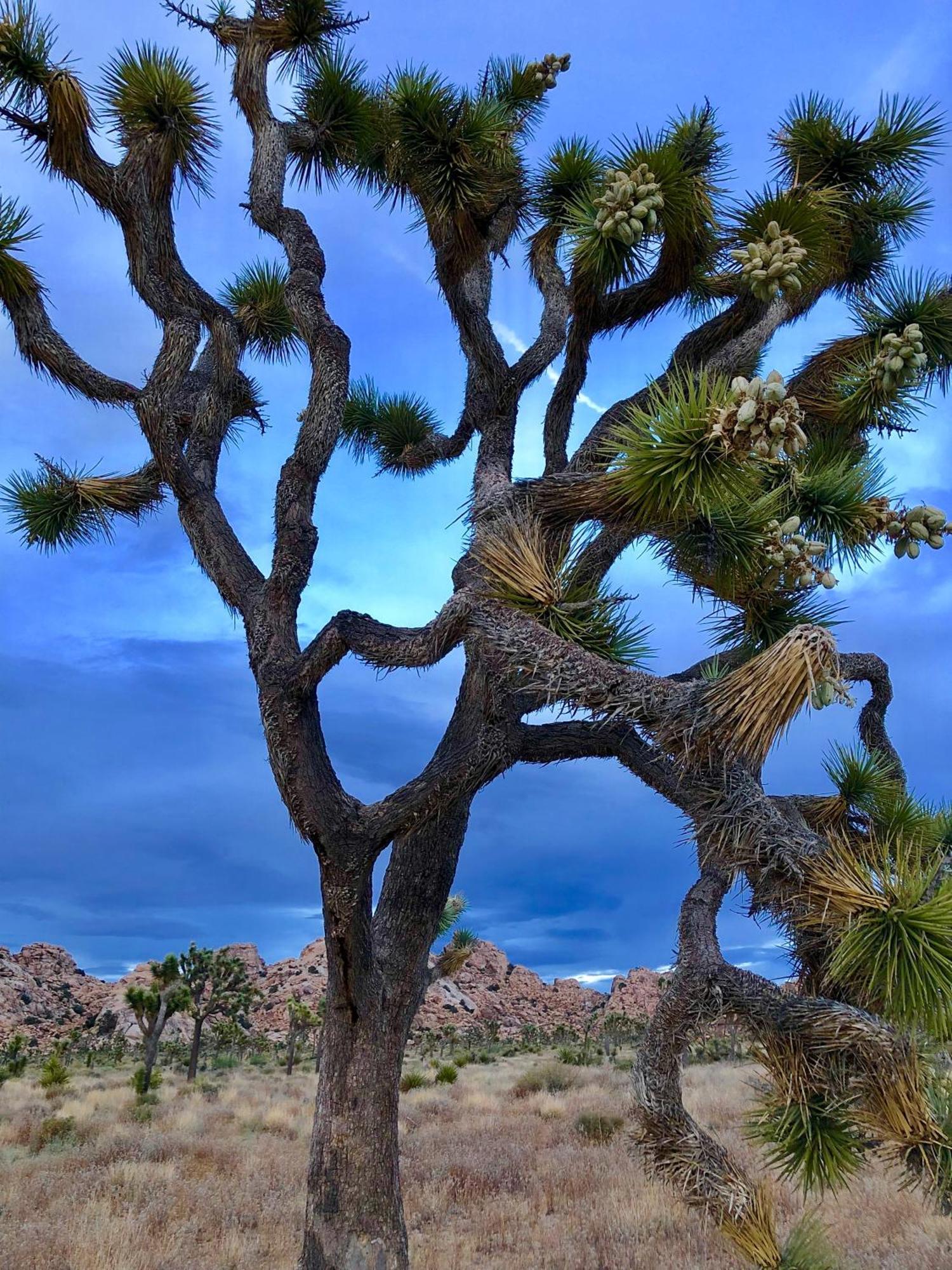 Cozy Desert Retreat With Amazing Views Only 4 Miles To Jtnp Джошуа-Трі Екстер'єр фото