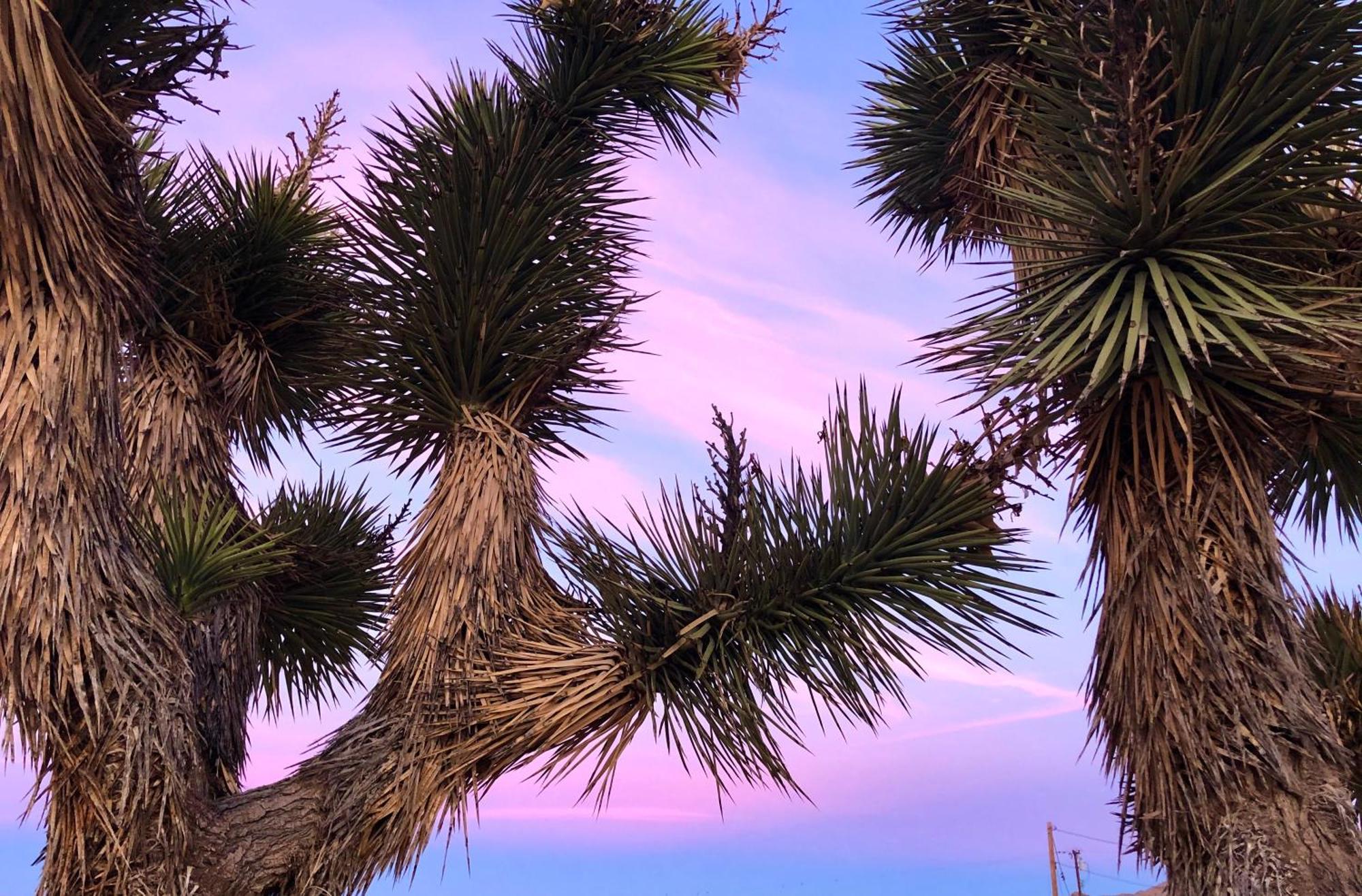 Cozy Desert Retreat With Amazing Views Only 4 Miles To Jtnp Джошуа-Трі Екстер'єр фото